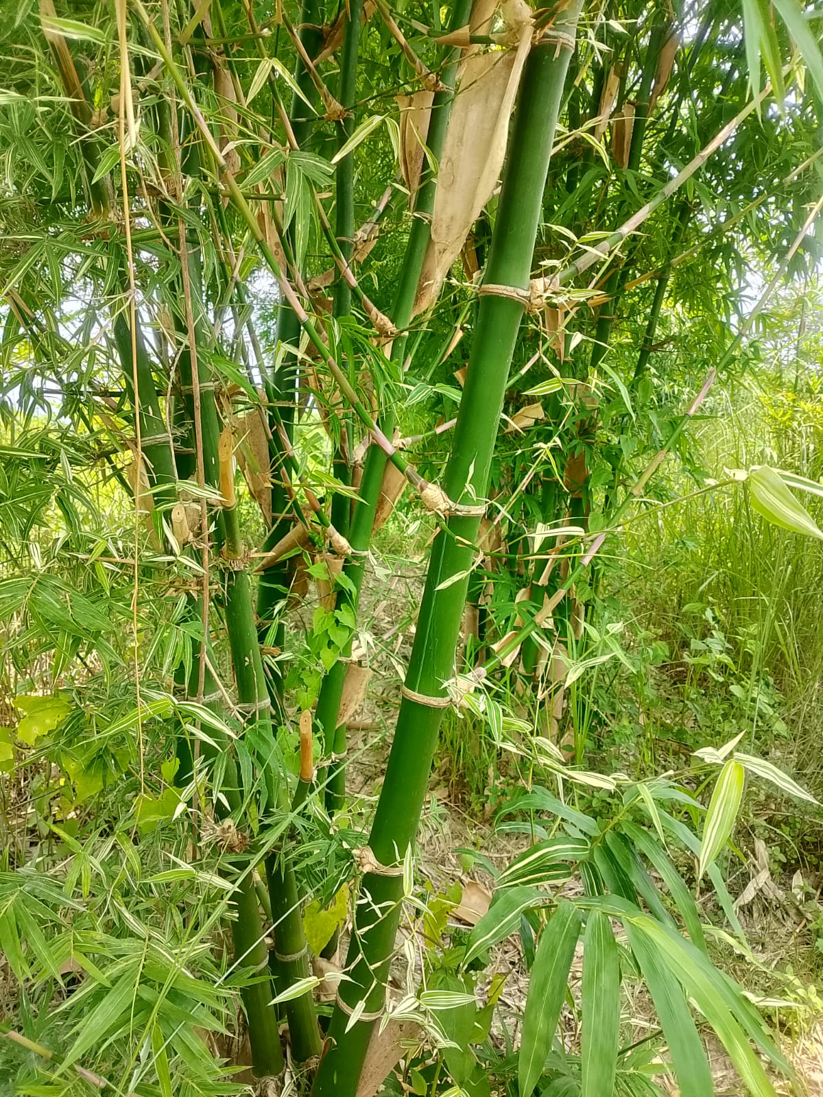 बाँस: नेपालको हरित अर्थतन्त्रको भविष्य